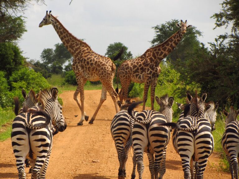 zebras, tanzania, mikumi-765885.jpg